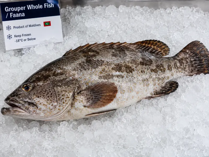 Grouper Whole Fish / Faana