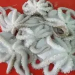 Whole Octopus - vacuumed
