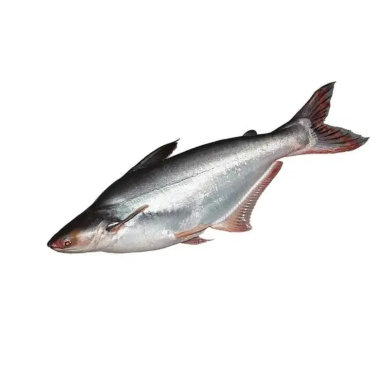 Panggash Fish whole